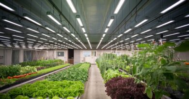 Global Grow Lights Market to Reach USD 21.4 Billion by 2034: Indoor Farming Revolution